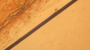 Помидор под микроскопом! LEVENHUK 320