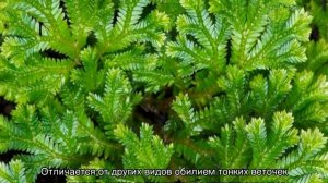 Селагинелла чешуелистная: уход в домашних условиях и основные виды