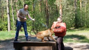 Бельгийская овчарка. Малинуа. Окарауливание.