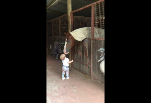Малышка приветствует лошадей