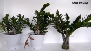 How to Grow and Care ZZ Plant (Zanzibar Gem) for Indoor Decor in Plastic Pots and Glass Vase