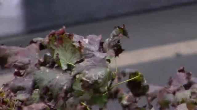 Воробья на ветке сдуло смотреть онлайн