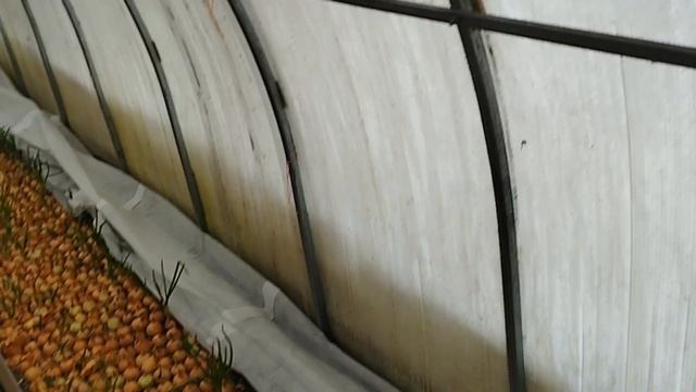 ПЛАНЫ  по замене поликарбоната меняются.   СКОРО начнется  охота на кротов.