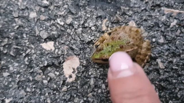 Крым. Партенит. Принц-лягушка) 27 сентября 2022 смотреть онлайн