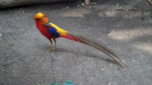 Фазаны Этих Видов Самые Необычные в Мире