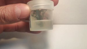 Живое аквариумное растение Буцефаландра Призрак Брауни меристемное