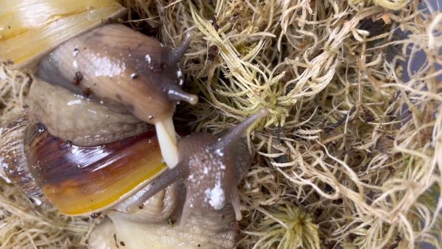 КАК РАЗМНОЖАЮТСЯ УЛИТКИ? | СПАРИВАНИЕ 2Х ВИДОВ УЛИТОК | ФУЛИКА РОДАЦИЯ И ФУЛИКА СТАНДАРТ смотреть онлайн