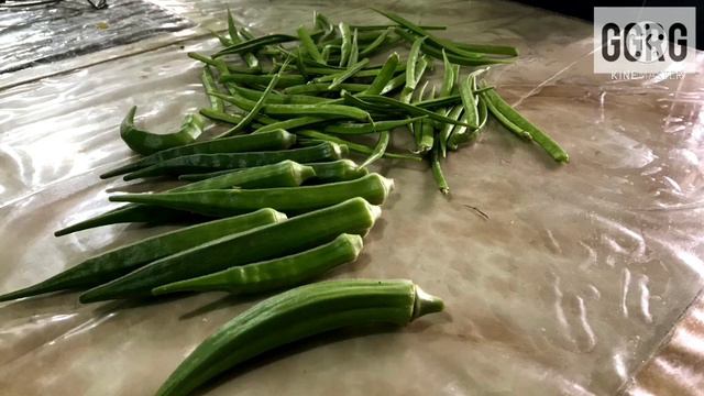 Top 5 Vegetable For Beginners Gardner | June - July month vegetable | Vegetable for Rainy Season |