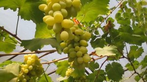 Виноград «Августин)Grapes "Augustine??? поспел.
