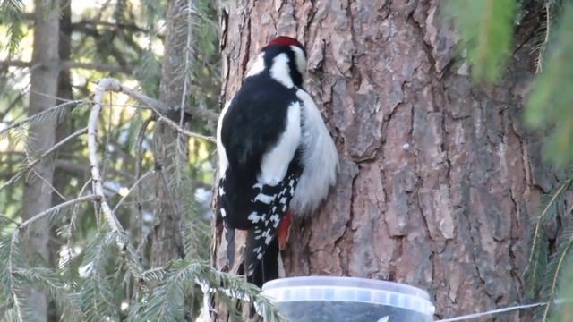 Большой пестрый дятел в лесу у кормушки смотреть онлайн