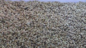 Гидропоника