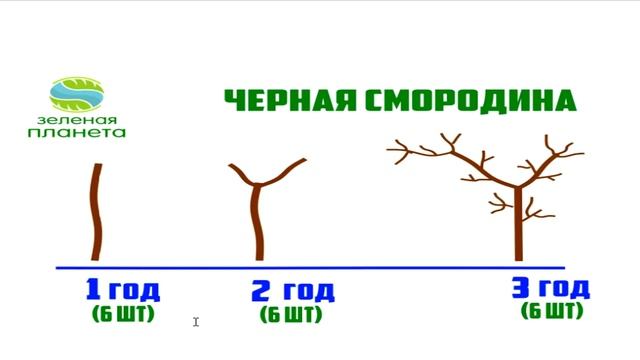 Обрезка смородины: когда и как правильно ее делать / Выращивание смородины