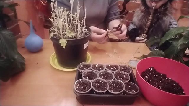ХРИЗАНТЕМА, ЧЕРЕНКОВАНИЕ В ДЕКАбРЕ .