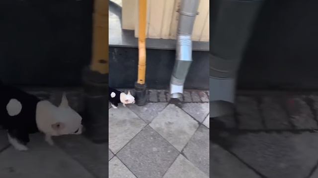 Собака в коляске | люди в чёрном(не совсем) смотреть онлайн