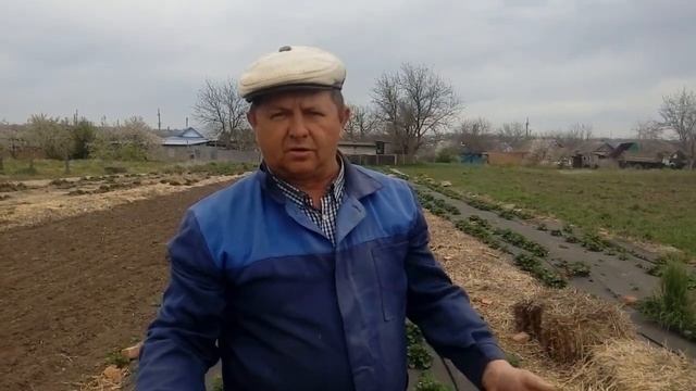 Цветение клубники в открытом грунте
