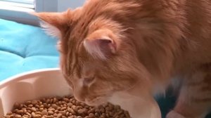 Лайки и котики: что нужно знать, прежде чем завести мейн-куна