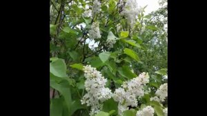 Цветущая сирень и Земляника #shorts