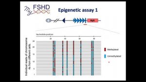 Understanding the methylation numbers on your epigenetic FSHD test results from the Jones Lab