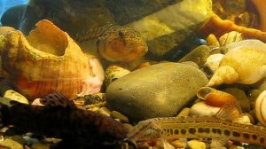 Мой аквариум речные рыбы раки