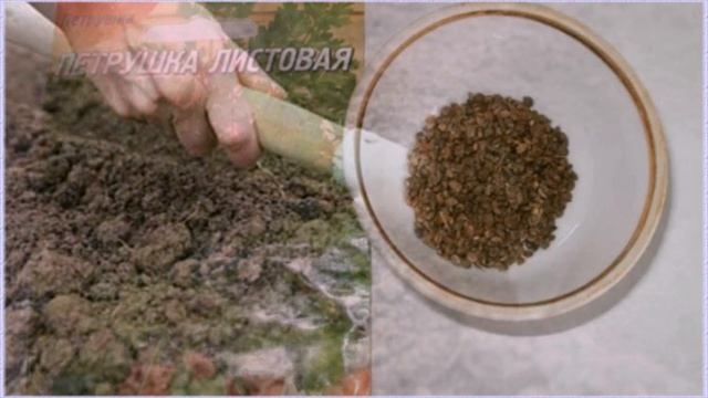 Как проводить посадку петрушки осенью в открытый грунт сроки и правила подзимнего посева