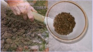 Как проводить посадку петрушки осенью в открытый грунт сроки и правила подзимнего посева