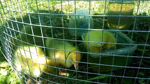 Первое купания гусят итальянский белый смотреть онлайн