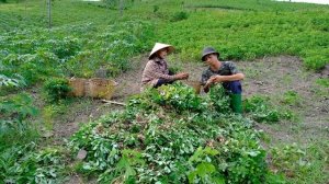 Full video of building a new farm | Harvest agricultural products, raise livestock and poultry