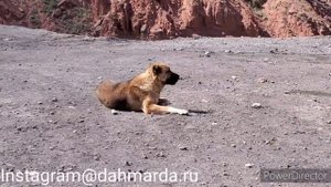 Аборигенные САО Таджикистана саги дахмарда, встреченные нами в различных местах Таджикистана