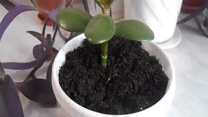Крассула crassula/ посадка, уход