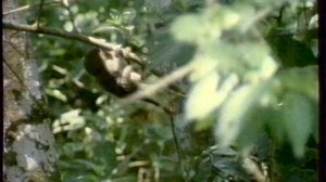 Диалоги о животных (РТР, 21.01.2001) Амазония