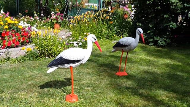 На моем приусадебном участке поселились аисты смотреть онлайн