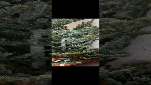 Дети хотели ёлку. Шикарная красивейшая ёлочка. Часть 1. смотреть онлайн