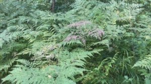 Лес в августе. Прогулка по лесу. Речкуновская зона отдыха. Новосибирская область.