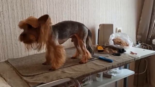 Стрижка йорка спецзаказ./ 12 апреля 2021 / стрижка собак. смотреть онлайн