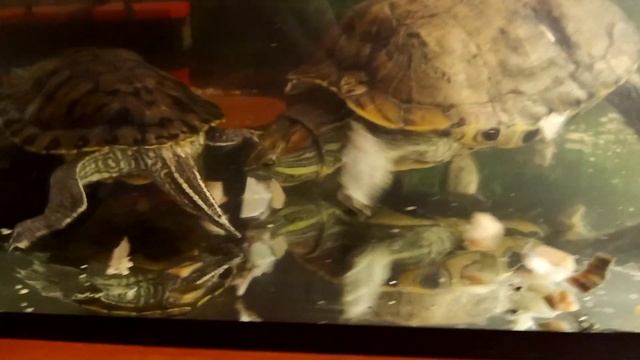 Кости для краснухой черепахи смотреть онлайн