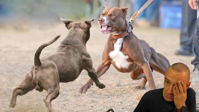 Идиальный стримчанский! Питмены в чате!!!!!!!!!!!!!!!!!!!!!!!!!!!!!!!!!!!!!!!#apbt#апбт#питбуль смотреть онлайн