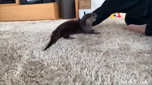 Выдра Котаро.Нападает на Хозяина.