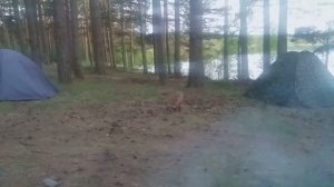 рыбалка озеро Снетковское и Ближнее