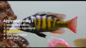 Haplochromis sp. CH44 thickskin african cichlid care guide