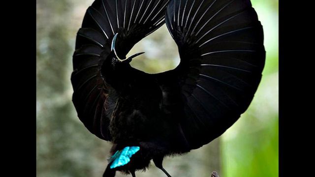 ТОП 10 ФАНТАСТИЧЕСКИХ И НЕВЕРОЯТНЫХ ПТИЦ (Познавательное видео для детей с Локи) смотреть онлайн