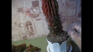 Спасаю гнилые кактусы с лестничной клетки. Получится их спасти?!