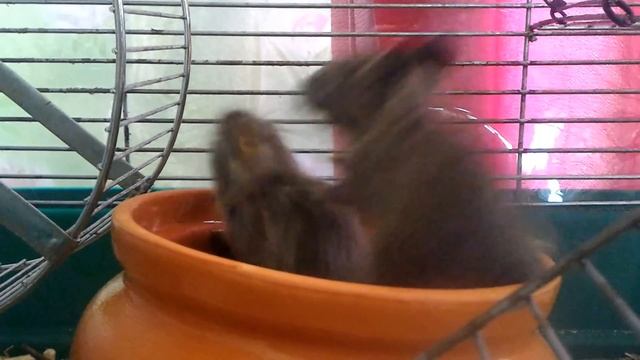 Дегу. Малыши дерутся в песочнице смотреть онлайн