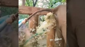 как какает бегемот