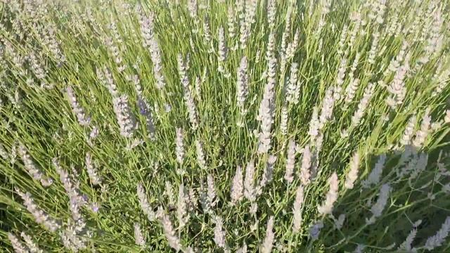 Лавандовое поле ? отличная локация для ?. смотреть онлайн