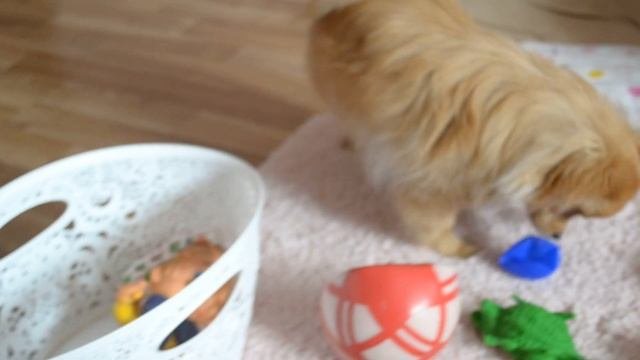 шпиц  малый или померанский ?