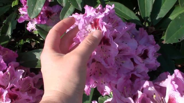 Цветение сада в мае. смотреть онлайн