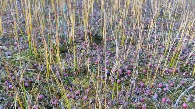 Рыбалка на секретной ламбе в Карелии. смотреть онлайн