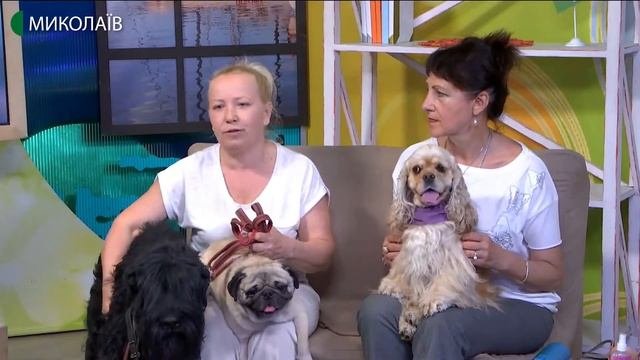 Доглядаємо за домашніми улюбленцями влітку