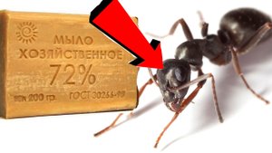 Как избавиться За 3 Секунды от Муравьёв навсегда.!...!.!...!.!.