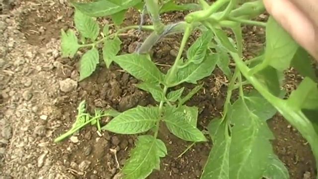 ОБЗОР ТОМАТОВ ОГУРЦОВ В ТЕПЛИЦЕ пасынкование и подрезка листьев// САД и ОГОРОД смотреть онлайн